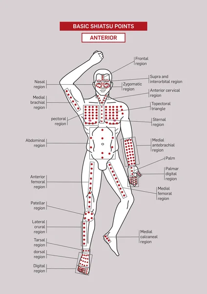 Temel Shiatsu Akapunktur Noktası Anterior Manzara Erkek Vücudu — Stok Vektör