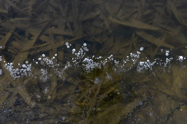 Ice mönster i grunt vatten — Stockfoto