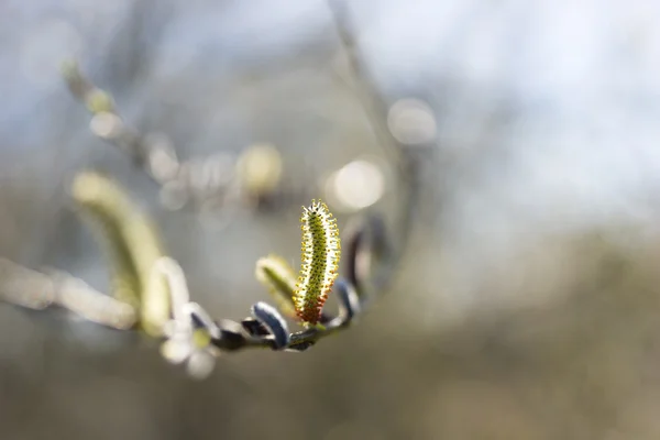 Buceta Salgueiro na Primavera — Fotografia de Stock