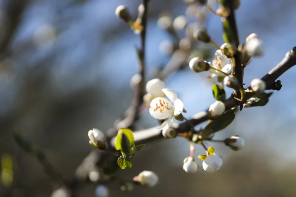 Blossom på fruktträd — Stockfoto