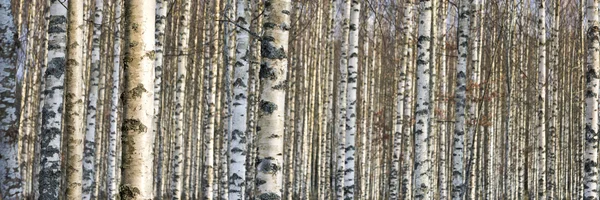 Kmeny bříza stromů — Stock fotografie