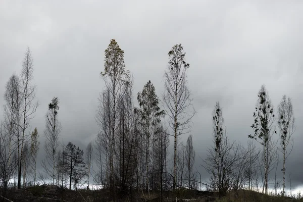 Yangından sonra ağaçlar — Stok fotoğraf