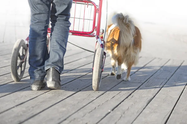Ciudadano mayor con marco para caminar — Foto de Stock