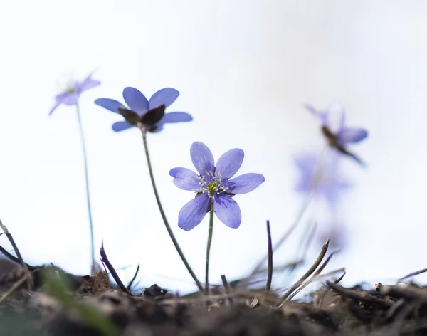 Anemone hepatica im Frühling — Stockfoto