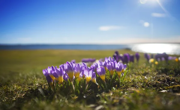 Crocuses by lake — Stock Photo, Image