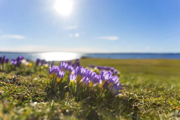 Crocuses by lake — Stock Photo, Image