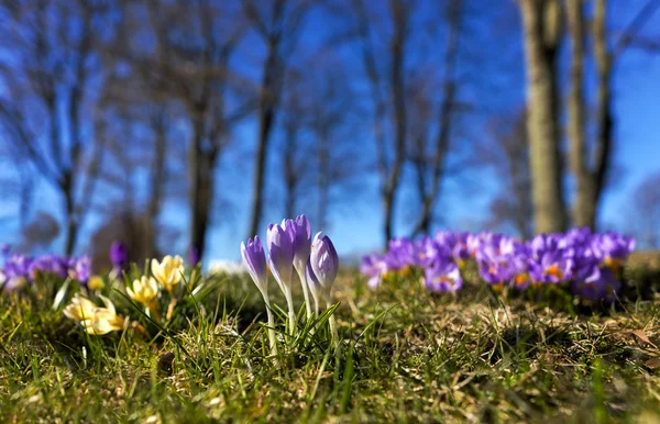 Lila krokusar på våren — Stockfoto