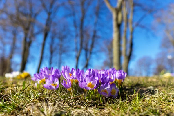 Fioletowe krokusy na wiosnę — Zdjęcie stockowe