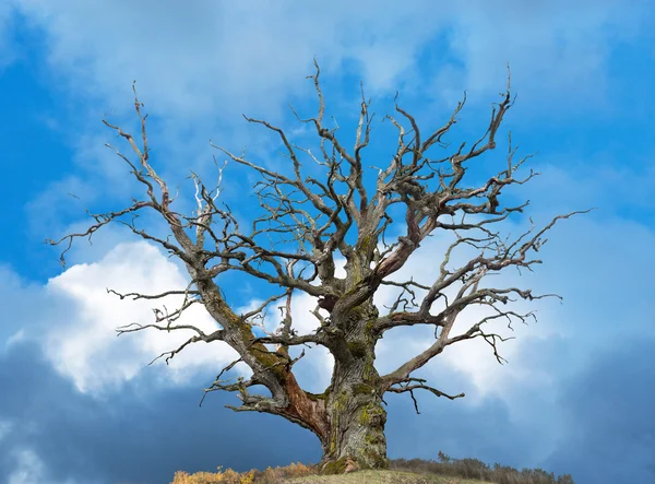 Дубове дерево на яскраво-синьому небі — стокове фото