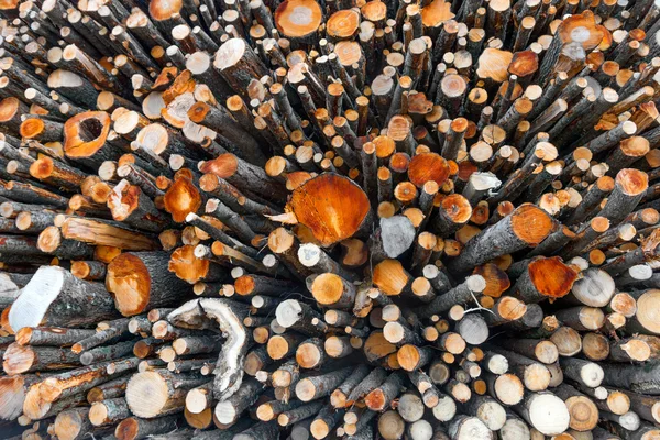 Big stack of logs — Stock Photo, Image