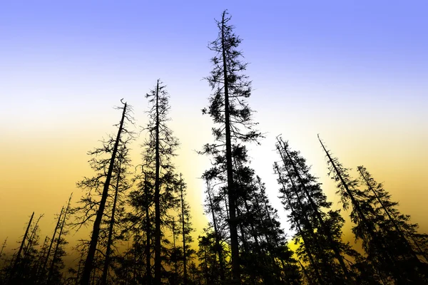 Starých jehličnatých stromů za svítání — Stock fotografie