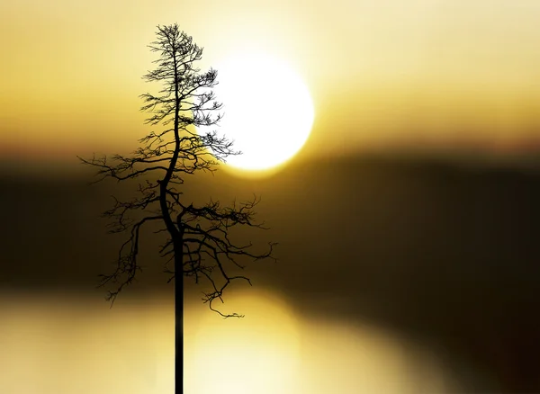 Träd vid solnedgången — Stockfoto