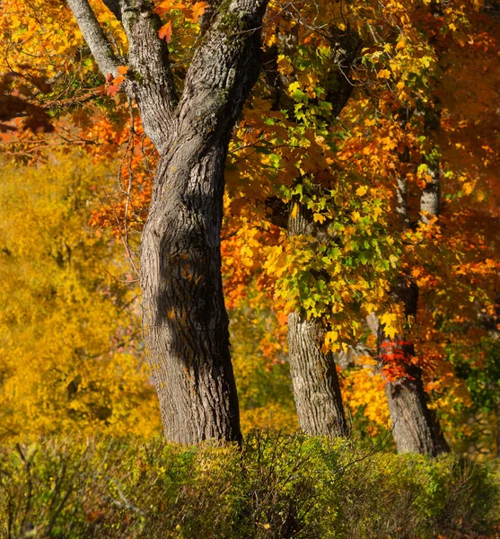 Rowan Coloré Arbres Automne Soleil Brillant — Photo