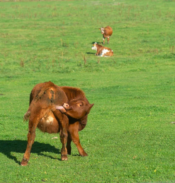 Kutina Nuori Lehmä Nuolee Pakarat Aurinkoisella Alalla — kuvapankkivalokuva