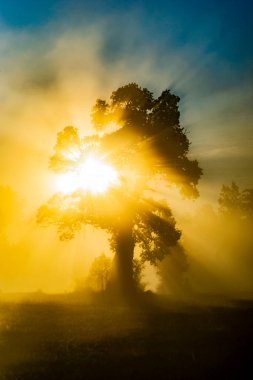 Masmavi gökyüzünde sisli bir sabahta, parlak güneş ışığında, arka plandaki meşe ağacının silueti. 