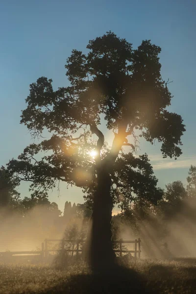 Вернуться Зажженное Дерево Лугу Ранним Туманным Утром — стоковое фото