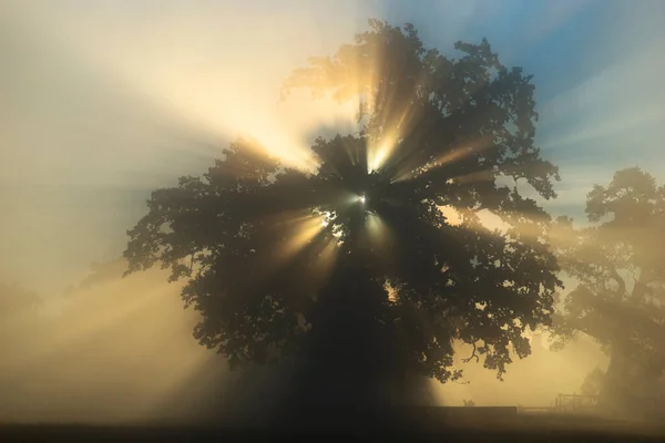 Äng Med Grönskande Lövverk Baklyst Tidig Dimmig Morgon — Stockfoto