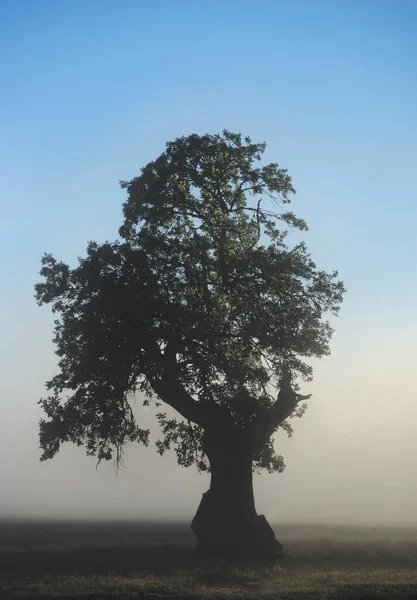 Quercia Cielo Azzurro Mattina Nebbiosa — Foto Stock