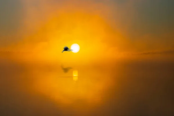 Beau Lever Soleil Sur Lac Avec Silhouette Oiseau Héron Mouvement — Photo