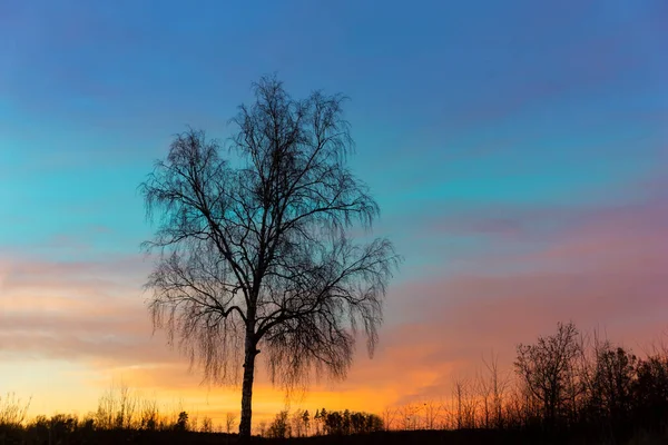 Silueta Holé Břízy Krásné Vícebarevné Večerní Obloze — Stock fotografie