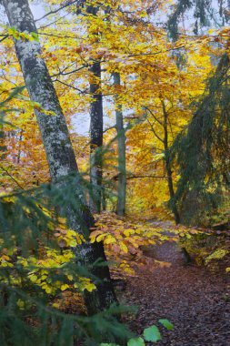 Renkli sonbahar ormanlarında kuru yaprakları olan patika.