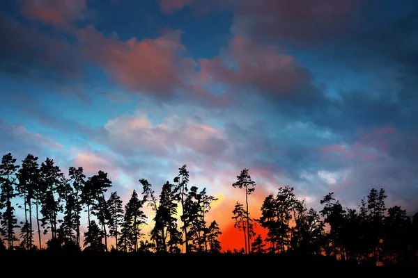 Silueta Árboles Coníferas Hermoso Cielo Vivo Naranja Rojo Azul Atardecer — Foto de Stock