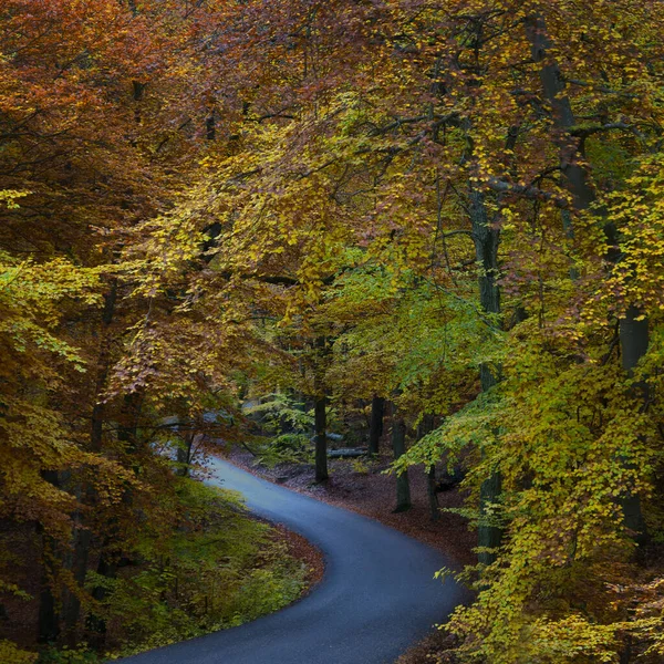 Извилистая Дорога Красочных Буковых Лесах Осенью — стоковое фото