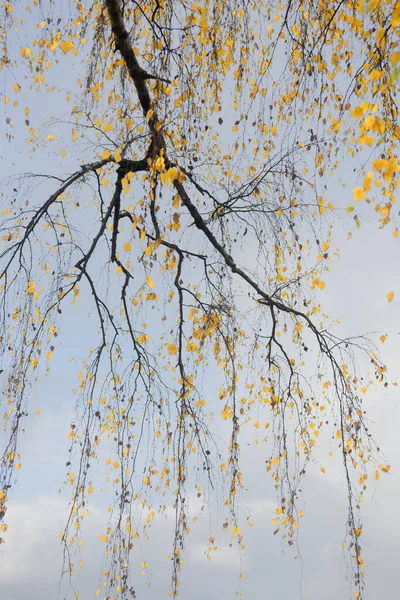 Sonbaharda Mavi Gökyüzünde Sarı Yapraklı Huş Ağacı Dalı — Stok fotoğraf