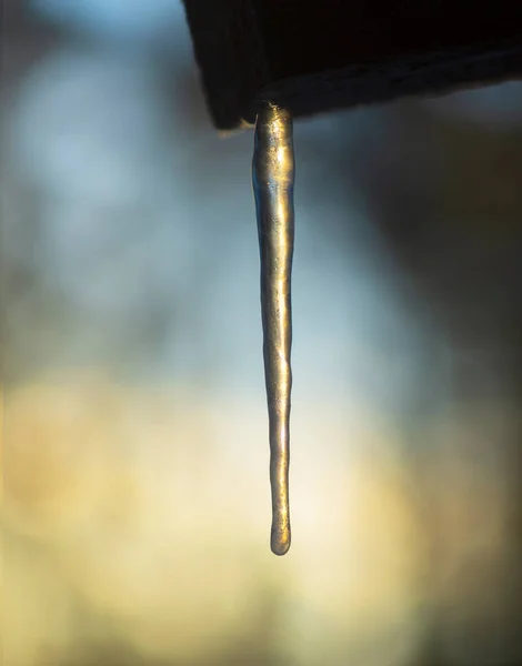 Icicle Στη Λιακάδα Δίνοντάς Της Ένα Χρυσό Χρώμα — Φωτογραφία Αρχείου