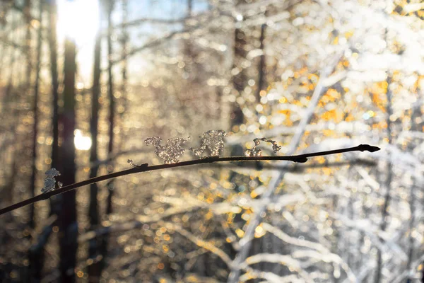 Ijskristallen Takje Het Bos Zonnige Winterdag Met Effect — Stockfoto