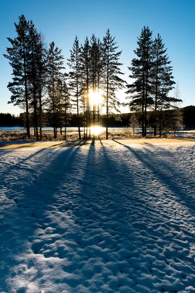 Słońce Przefiltrowane Przez Sosny Zimowym Krajobrazie — Zdjęcie stockowe