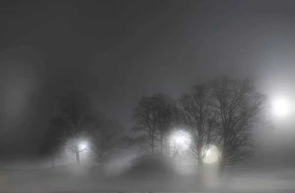 Bare Back Verlicht Bomen Mistige Landschap Nachts — Stockfoto