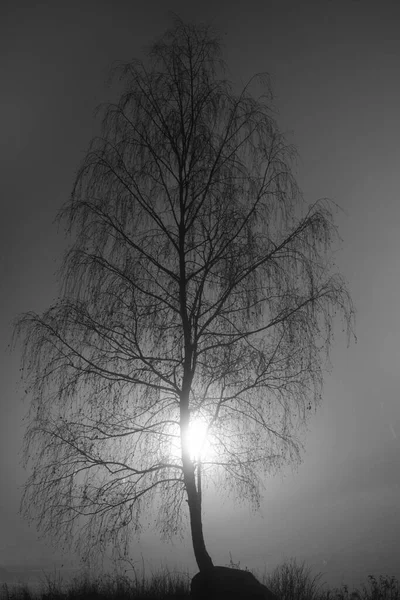 Terug Verlicht Kale Berk Boom Mistige Avond — Stockfoto