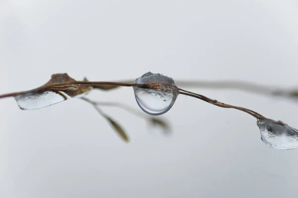 草上冻干的水滴特写的稀疏图像 — 图库照片