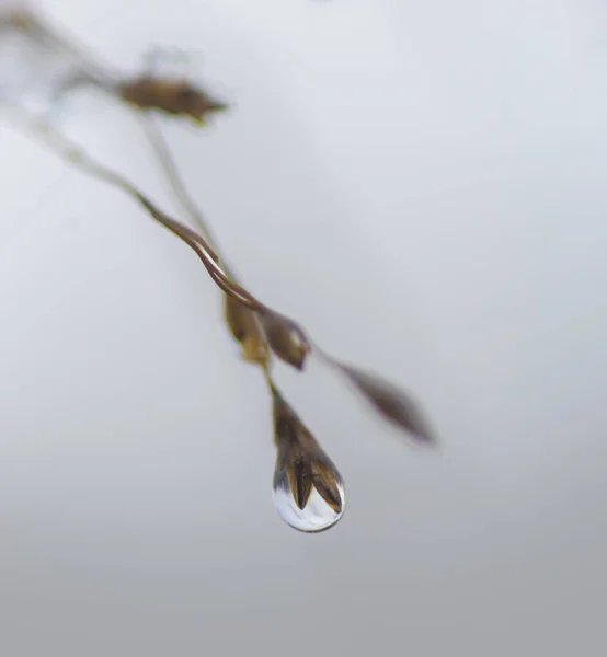 Řídký Obraz Detailním Záběrem Zamrzlé Kapky Vody Trávě — Stock fotografie