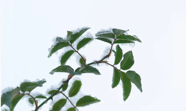 Zelené Listy Sněhem Bílém Pozadí — Stock fotografie