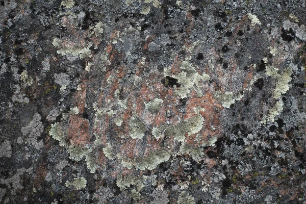 Background Fungus Granite Rock — Stock Photo, Image