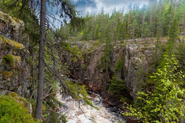 Dağ manzarasında çam ağacı ve vadide nehir.