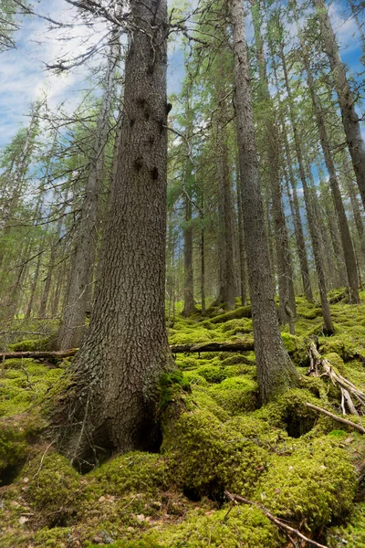 Unberührter Wildnis Wald Mit Moos Blauen Himmel — Stockfoto