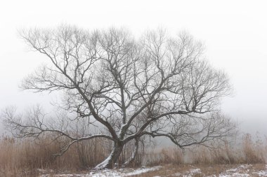 Kasvetli sisli bir günde ağaç ve sazlıklar