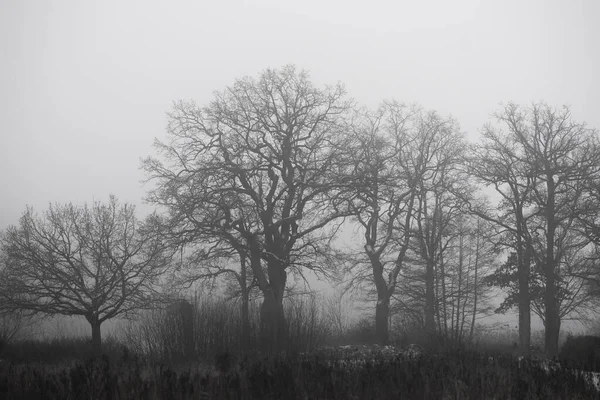 Grote Bomen Sombere Mistige Dag — Stockfoto