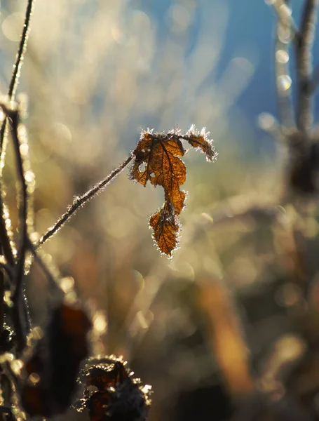 Прекрасный Сухой Лист Инеем Солнечный Зимний День — стоковое фото