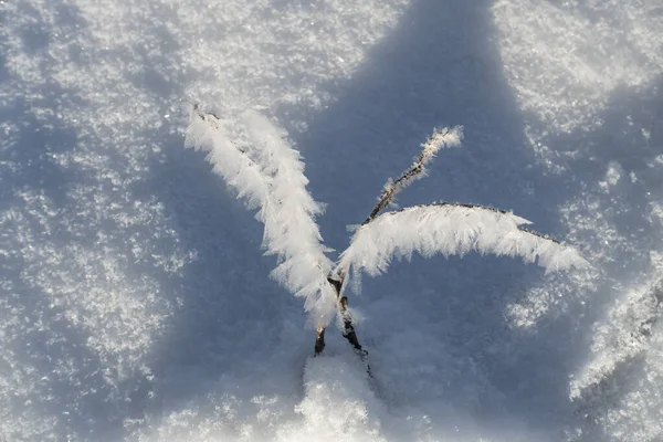 Brindilles Dans Neige Duveteuse Avec Cristaux Glace Sur Une Journée — Photo