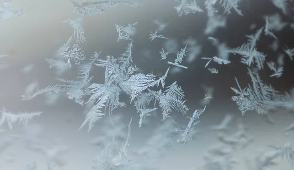 Cristales Hielo Sobre Vidrio Forma Planta Flor — Foto de Stock