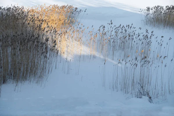 Redes Secas Congeladas Neve Lago Inverno — Fotografia de Stock