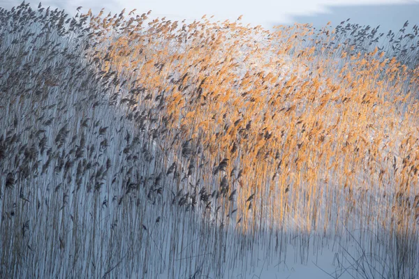 冬湖雪地里冻干的芦苇 — 图库照片