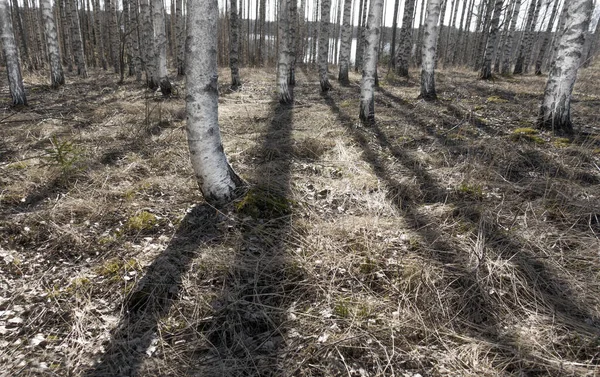 Árboles Abedul Desnudos Que Proyectan Sombras Principios Primavera Con Bajo — Foto de Stock