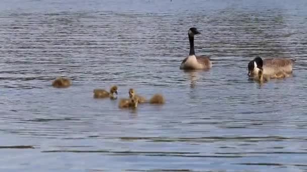 Kanada Angsa Keluarga Dengan Bayi Gosip Sungai — Stok Video