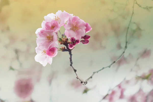 Bela Flor Cereja Rosa Árvore Dia Ensolarado Primavera — Fotografia de Stock