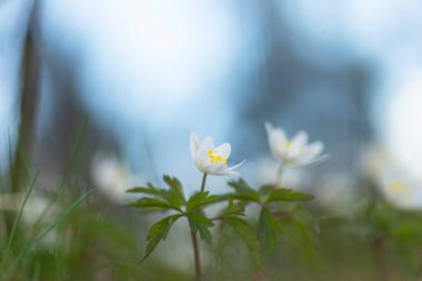 Anemone nemorosa, ahşap şakayık ya da yel çiçeği. Güzel bir bahar gününde mavi gökyüzü...